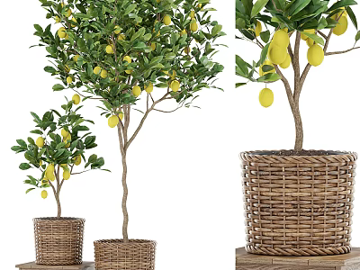 Potted Lemon Trees in Wicker Baskets with Yellow Lemons and Green Leaves 3d model