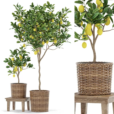 Potted Lemon Trees in Wicker Baskets with Yellow Lemons and Green Leaves 3d model