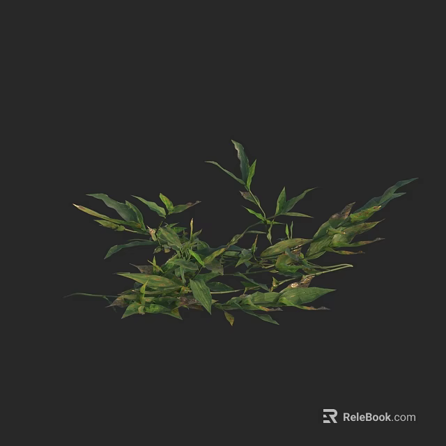 Lush Green Plant With Various Shaped Leaves Against Black Background 3d model 