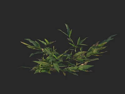 Lush Green Plant With Various Shaped Leaves Against Black Background 3d model