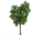 The Modern Tree 3d model