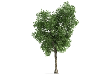 The Modern Tree 3d model