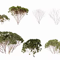 Various Trees with Green Foliage and Bare Branches in Different Shapes 3d model