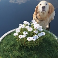 chrysanthemum cosmos chrysanthemum flowers flowers plants green plants potted landscape park greening city landscape animal dog golden retriever sky 3d model