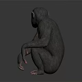 Realistic Chimpanzee Model Sitting Crouched With Detailed Features On Gray Background 3d model