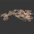 Withered Tree with Twisted Trunk Slender Branches and Rough Texture on White Background