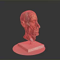 head structure head planer face human head planer face human brain planer face head structure brain structure human head structure 3d model