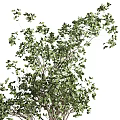 Beautiful Bonsai Plant with Lush Green Leaves Multi Branched Trunk in White Ceramic Pot