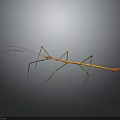 Slender Stick Insect With Green Orange Body And Long Legs On Gray Background