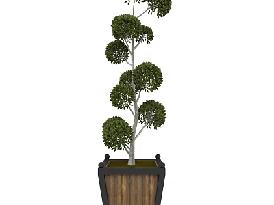 Tall Bonsai Tree With Layered Rounded Canopies In Square Wooden Planter 3d model