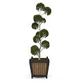 Tall Bonsai Tree With Layered Rounded Canopies In Square Wooden Planter