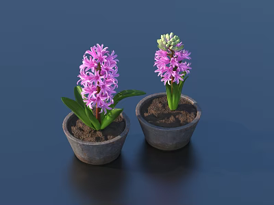 Two Pink Blooming Hyacinth Plants in Clay Pots with Green Leaves on Dark Background 3d model