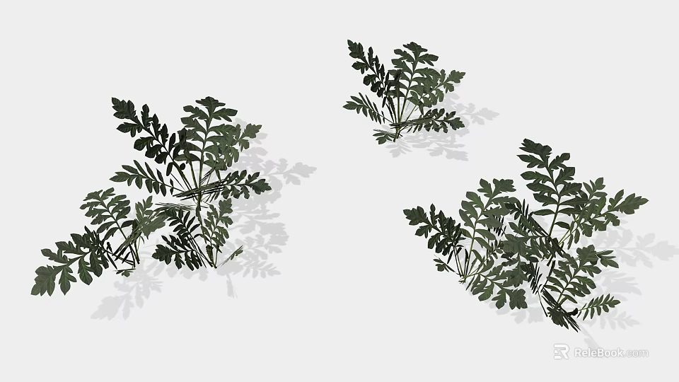 Green Fern Plants With Lush Feathery Leaves For Indoor Decorative 3d model 