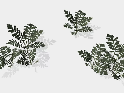 Green Fern Plants With Lush Feathery Leaves For Indoor Decorative 3d model