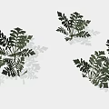 Green Fern Plants With Lush Feathery Leaves For Indoor Decorative