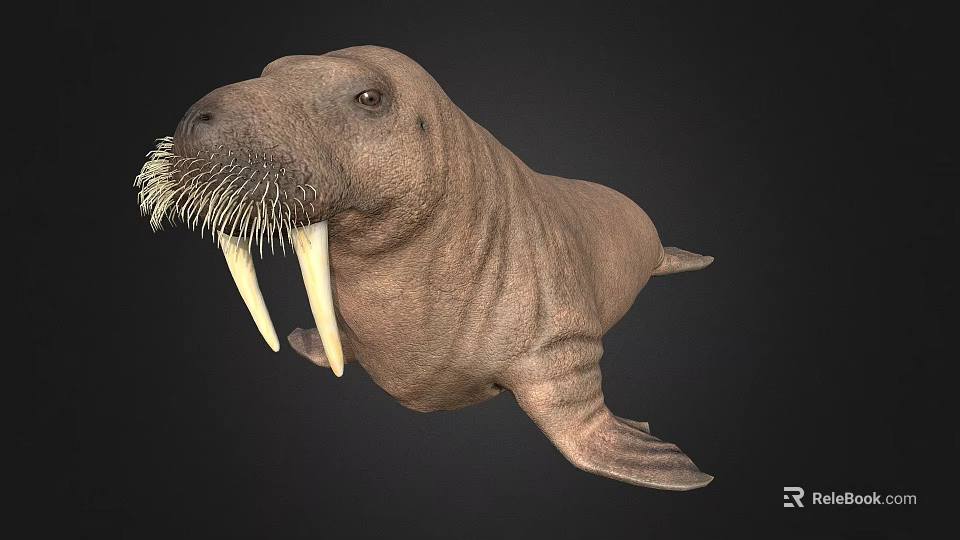 Realistic 3D Walrus Model With Long Tusks And Thick Whiskers On Black Background 3d model 