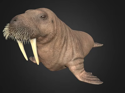 Realistic 3D Walrus Model With Long Tusks And Thick Whiskers On Black Background 3d model