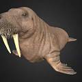 Realistic 3D Walrus Model With Long Tusks And Thick Whiskers On Black Background
