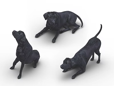 Black Reptiles In Various Poses On White Background 3d model