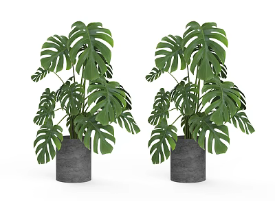 Pair of Monstera Indoor Potted Plants with Large Green Leaves in Gray Pots 3d model