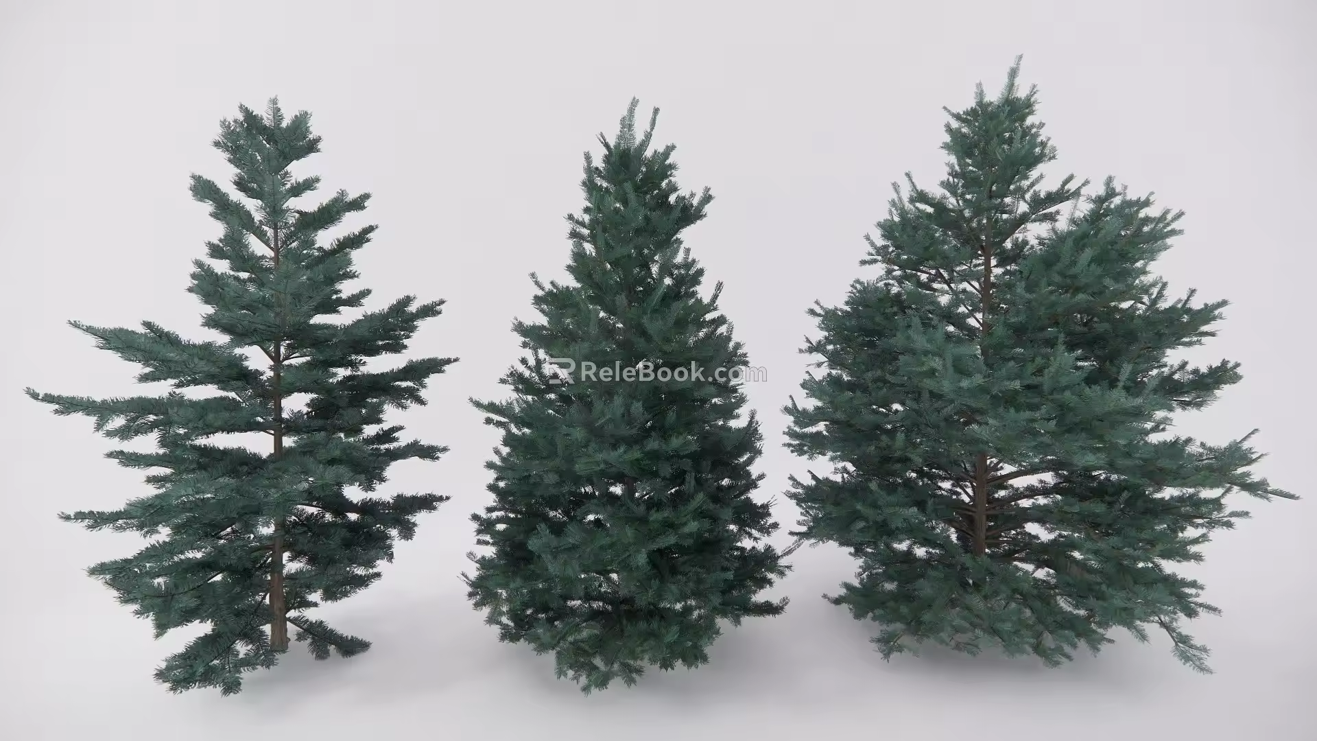 pine assemblage white fir conifer 3d model