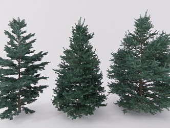 pine assemblage white fir conifer 3d model