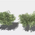 Row of Lush Green Bushes Neatly Arranged With Shadows On Light Background