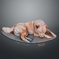 Light Brown Dog Lying Relaxed on Shiny Silver Disc Against Dark Background