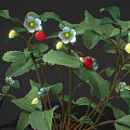 Fresh Strawberry Plant with Green Leaves White Flowers Red and Yellow Ripe Fruits