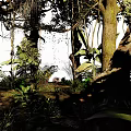 Park Landscape With Tall Trees Lush Green Vegetation Hanging Vines And Natural Plant Shadows