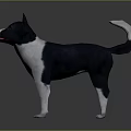 Black and white dog standing with erect ears open mouth pink tongue and curled tail