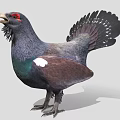 Grouse Bird With Dark Feathers Red Eye Green Chest And White Spots On Tail