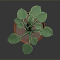 Fresh Green Leafy Plant Growing in Red Terracotta Pot with Healthy Leaves