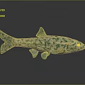 Green And White Spotted Fish With Black Eyes Green Tail And Fins On Black Background