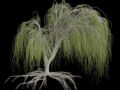 Weeping Willow Tree With Green Hanging Branches White Trunk And Exposed Roots 3d model