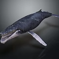 Whale Marine Animal With Open Mouth Detailed Skin Texture And Extended Fins In Dark Scene