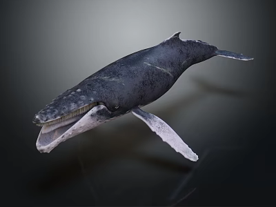 modern whale humpback whale humpback whale whale 3d model