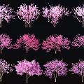 Blooming Arbor Trees Featuring Pink Purple White Flowers And Varied Forms 3d model