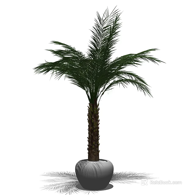 Potted Palm Tree With Green Leaves And Brown Trunk In White Pot For Home Decoration 3d model 
