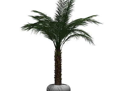 Potted Palm Tree With Green Leaves And Brown Trunk In White Pot For Home Decoration 3d model