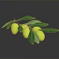 Fresh Healthy Yellow Fruits With Lush Green Leaves On Natural Wooden Branch