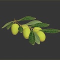 olive olive fruit fruit fresh fruit seasonal fruit fruit fruit highlights fruit meal tropical fruit 3d model