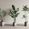 Different Types of Indoor Potted Plants with Green Leaves in Light Colored Pots