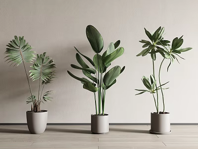 Different Types of Indoor Potted Plants with Green Leaves in Light Colored Pots 3d model