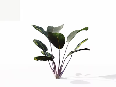 Vibrant Houseplant With Large Green Leaves Striped Edges And Purple Stems Against White Background 3d model