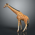 Giraffe With Long Neck And Brown Yellow Spots On Gray Background