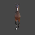 Durable High Quality Equestrian Sports Equipment For Brown Horse Riding Training