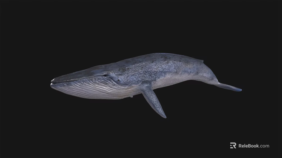 Detailed 3D Rendered Gray Whale Floating In Black Background With Realistic Texture 3d model 