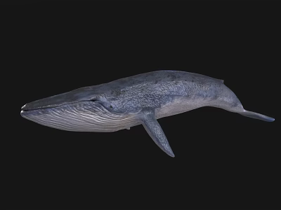 Detailed 3D Rendered Gray Whale Floating In Black Background With Realistic Texture 3d model
