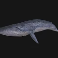 Detailed 3D Rendered Gray Whale Floating In Black Background With Realistic Texture